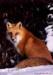 Red_Fox_close-up